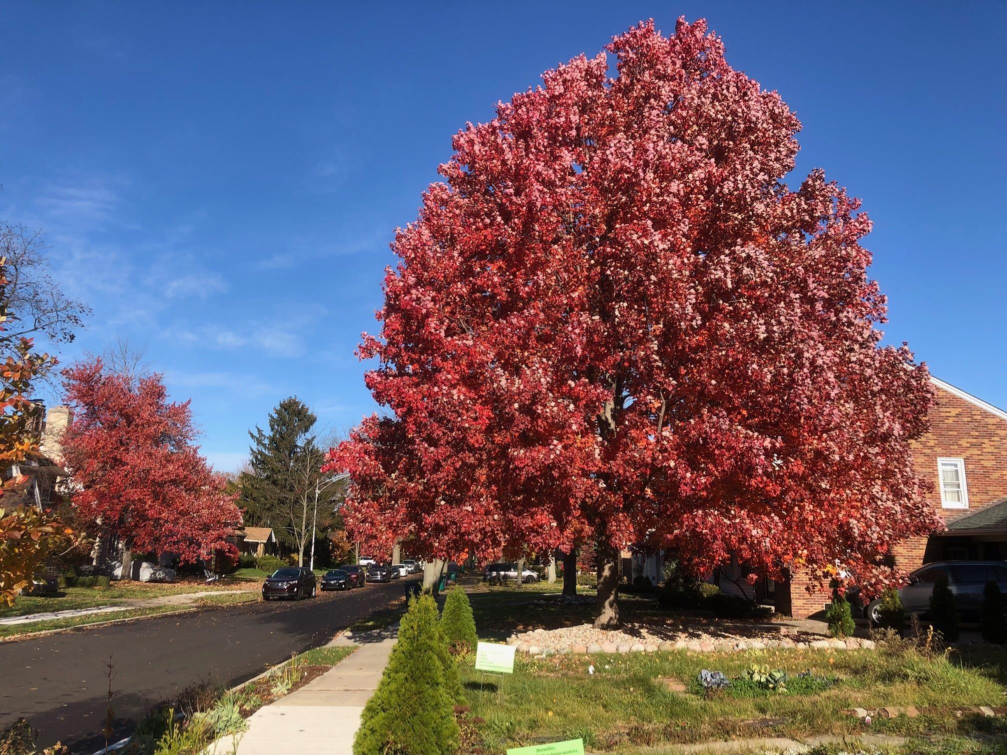 1018 Nottingham Road Grosse Pointe, MI 48230 - Photo 42 of 59 50088890-42.JPG