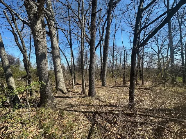 a view of a yard with trees