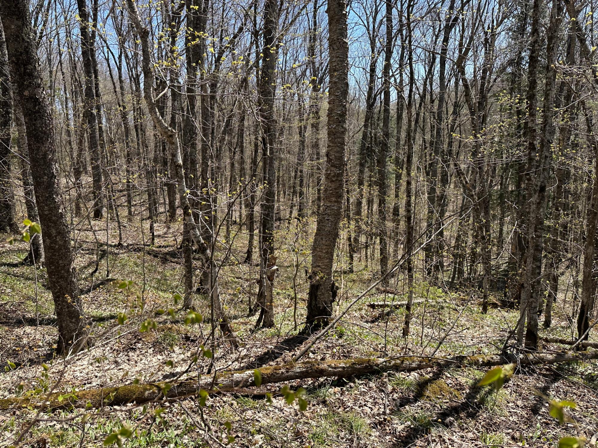 4 Rd Watersmeet Mi 49969 Road Wakefield, MI 49968 - Photo 8 of 29 Gallery Image 8