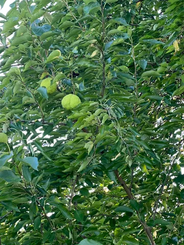 a close up of a tree in a garden