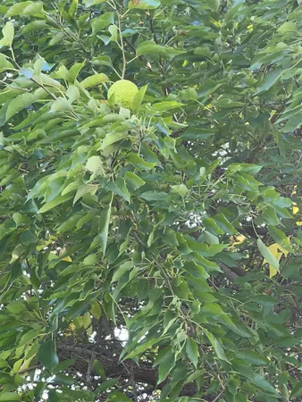 a view of a plant