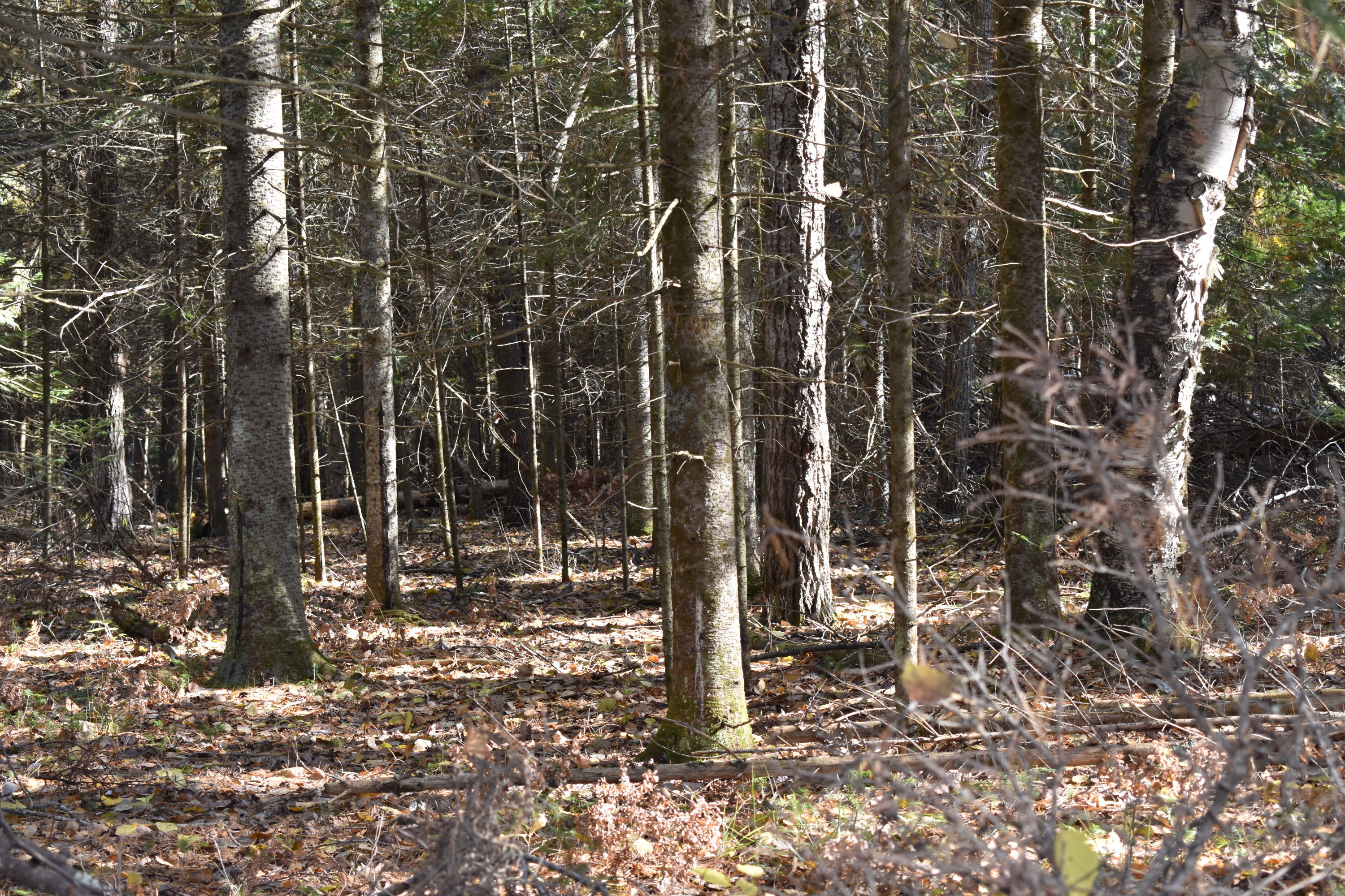 8550 Hall Road Atlanta, MI 49709 - Photo 34 of 43