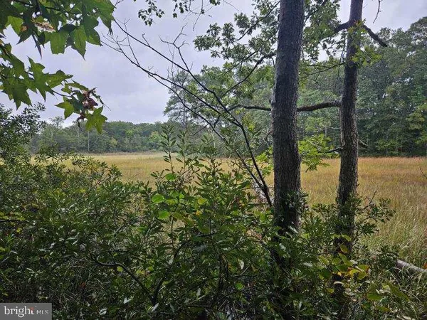 a view of a lake with a tree