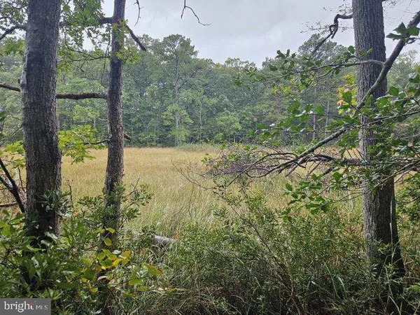 a view of a yard with plants and large trees