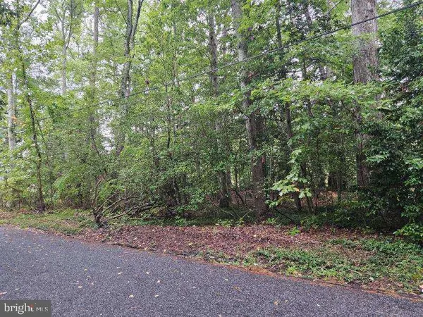 a view of a forest with trees in the background