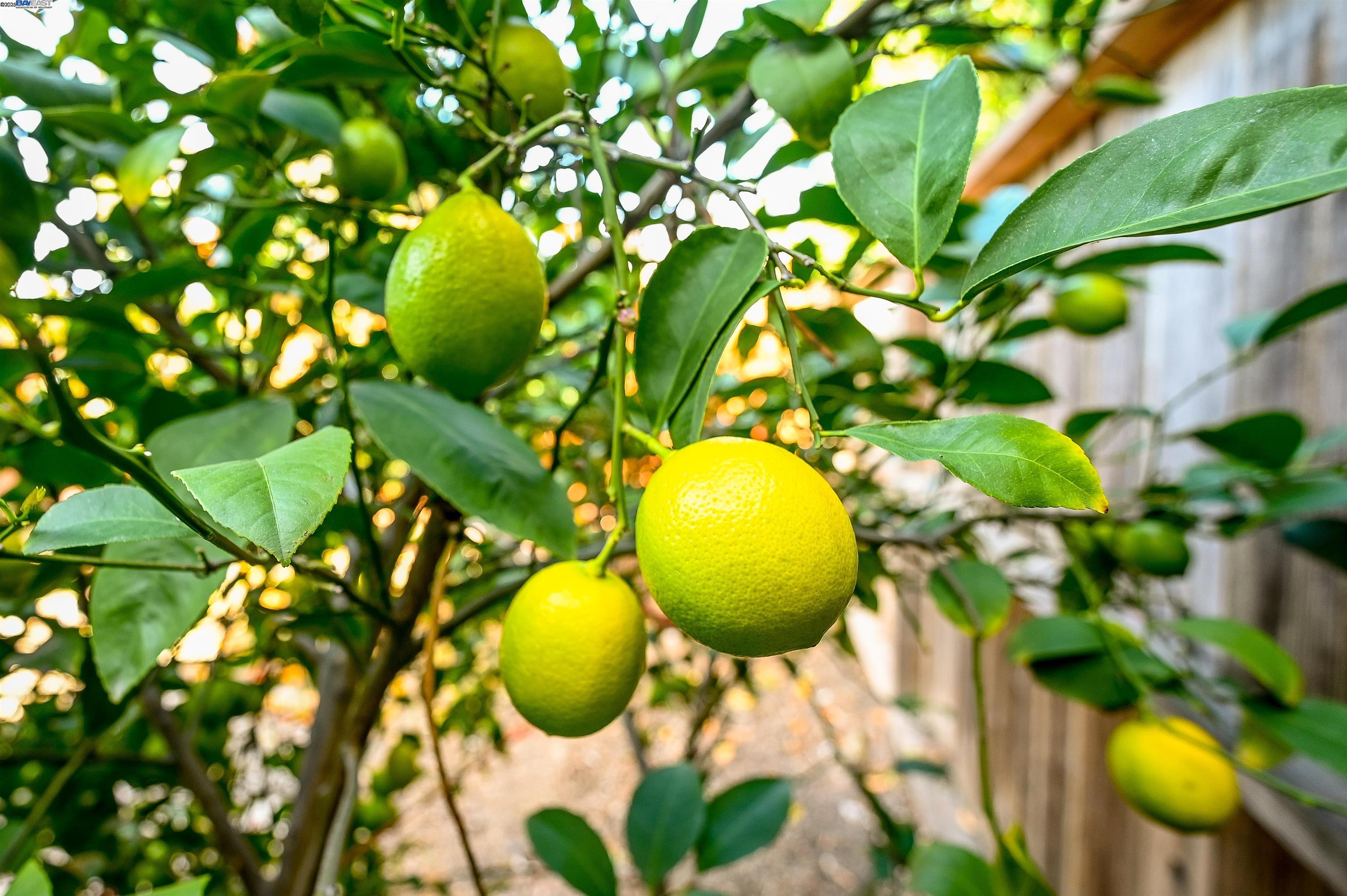 9985 Windsor Way San Ramon, CA 94583 - Photo 34 of 34