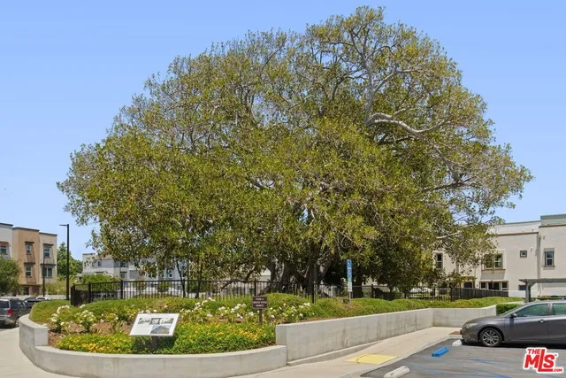 a view of a park with large trees