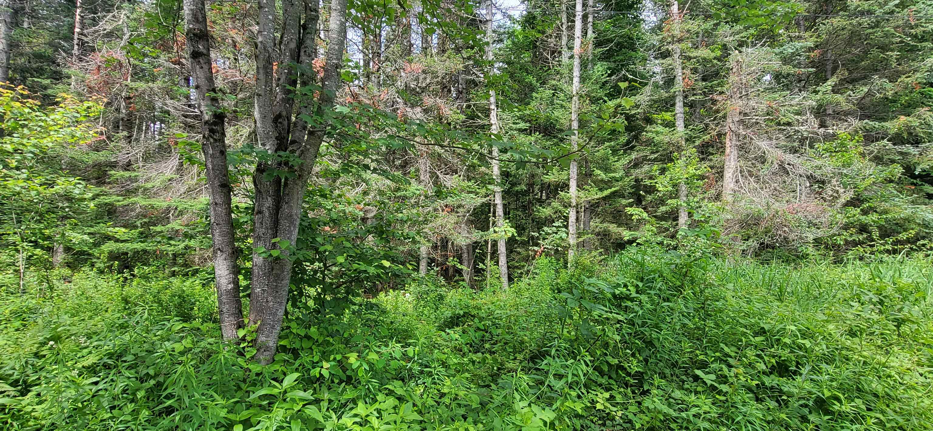 0 Thomas West Road Lunenburg, VT 05906 - Photo 8 of 17