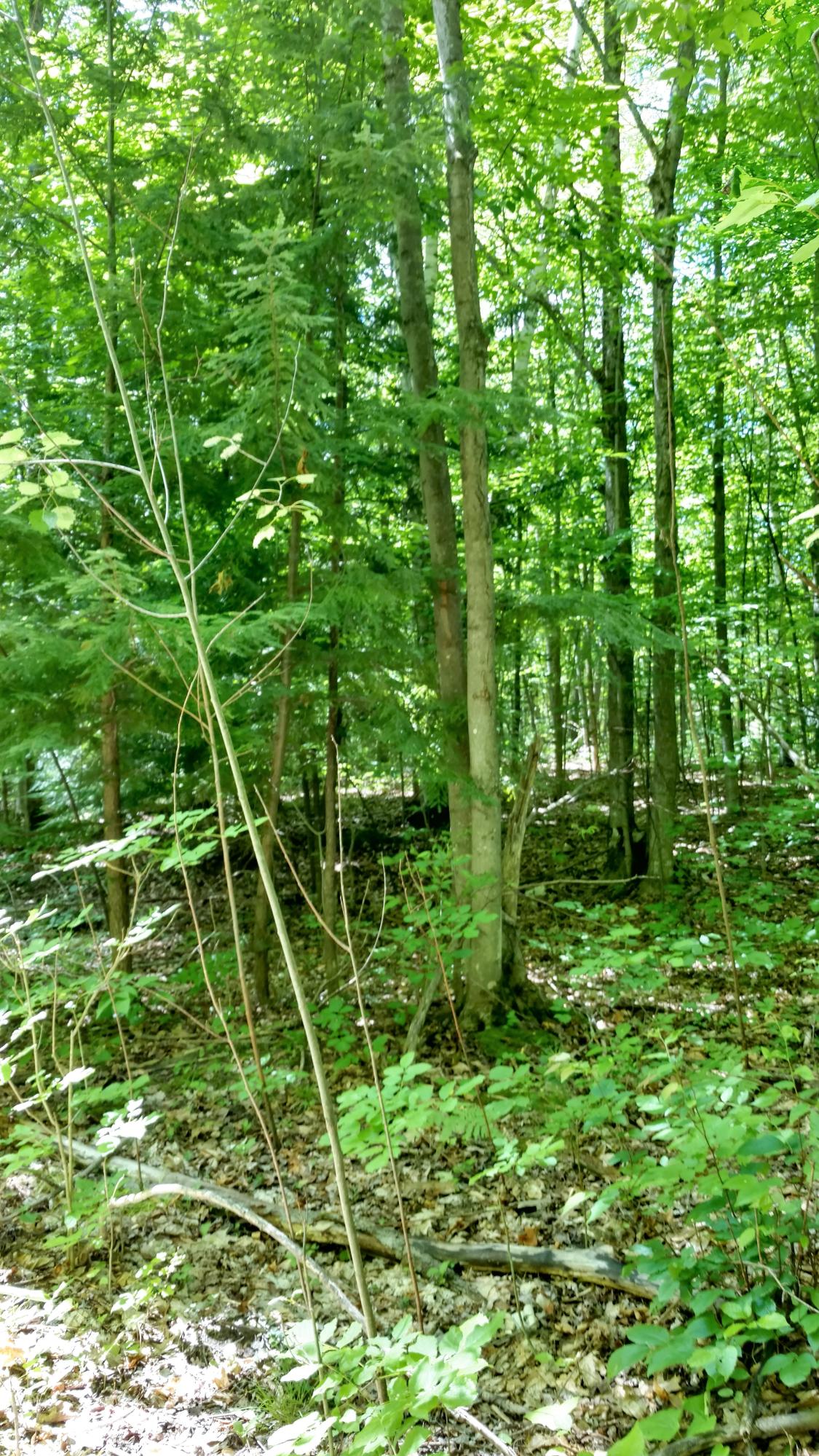 16350 Pleasant Valley Road Atlanta, MI 49709 - Photo 25 of 25 Gallery Image 25