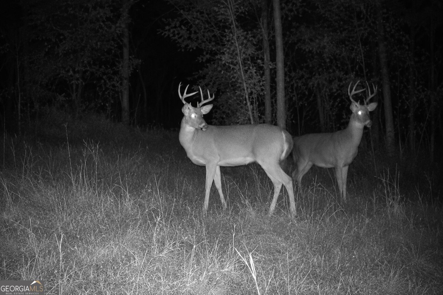 47-acres Cochran Road Madison, GA 30650 - Photo 20 of 22 Gallery Image 20