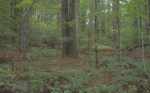 Lt118 Mountain Lake Circle Blue Ridge, GA 30513 - Photo 1 of 1 Main View