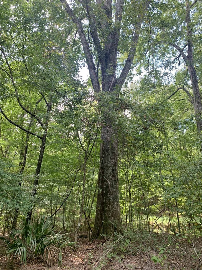 0 Garden City Road Roxie, MS 39661 - Photo 22 of 45 Photo 22