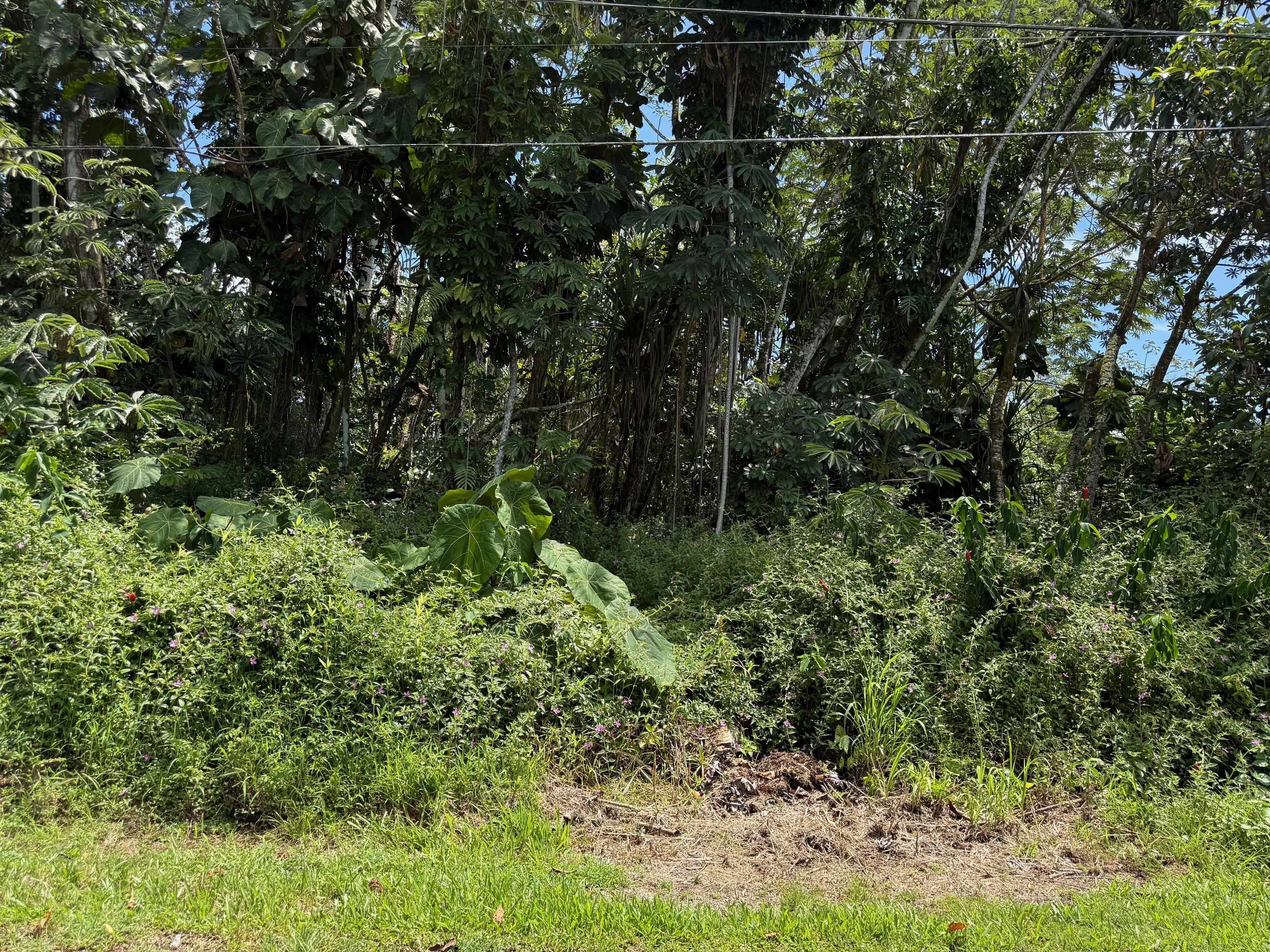 a view of a lush green forest with lots of trees