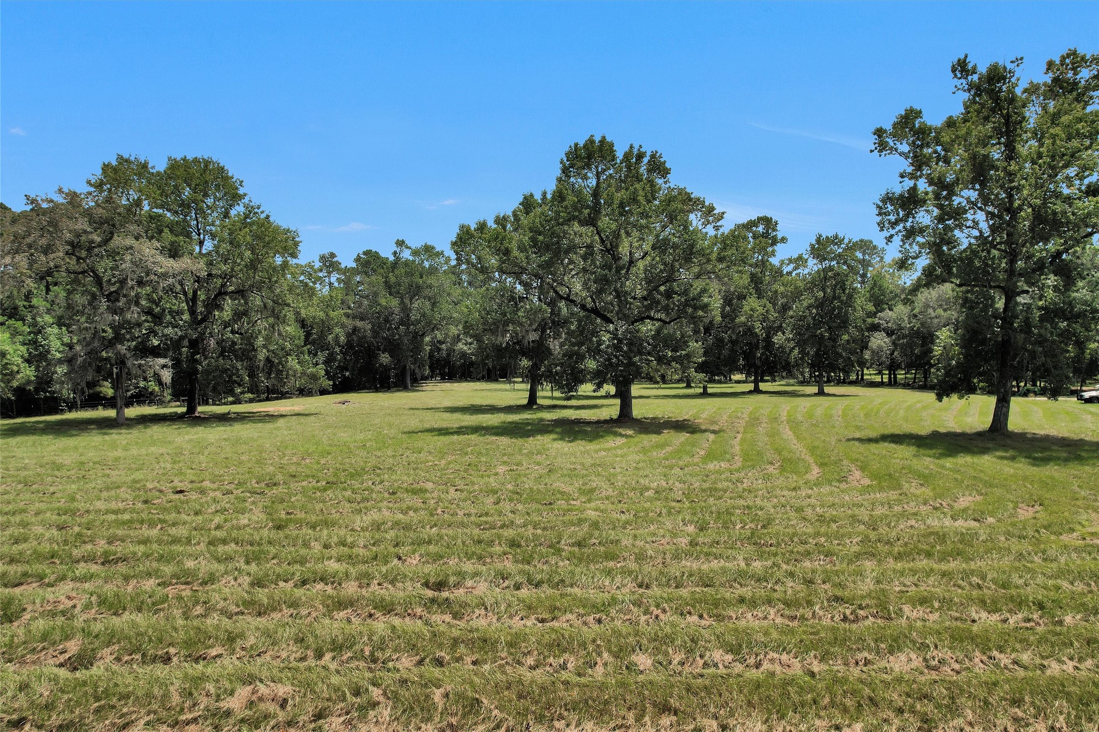 10135 Wahrenberger Road Conroe, TX 77304 - Photo 44 of 49 a view of a tree in a yard