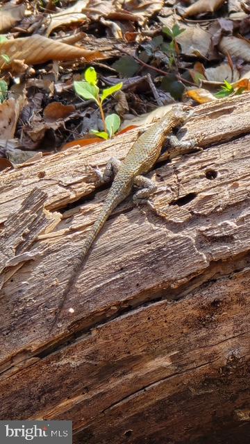 105 Chimney Swift Road Fredericksburg, VA 22406 - Photo 6 of 13