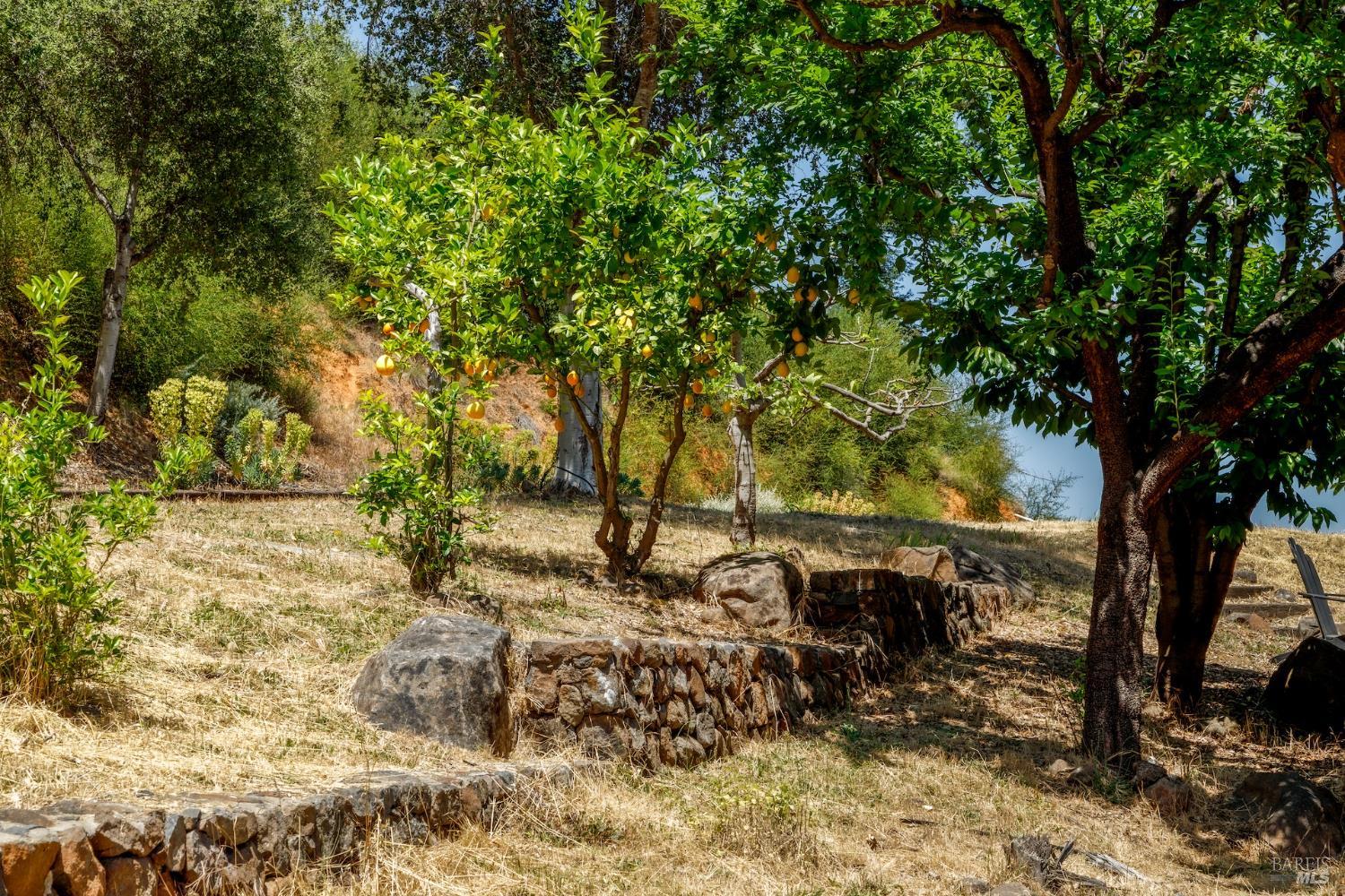 6600 Mill Creek Road Healdsburg, CA 95448 - Photo 12 of 26 a view of yard with large trees