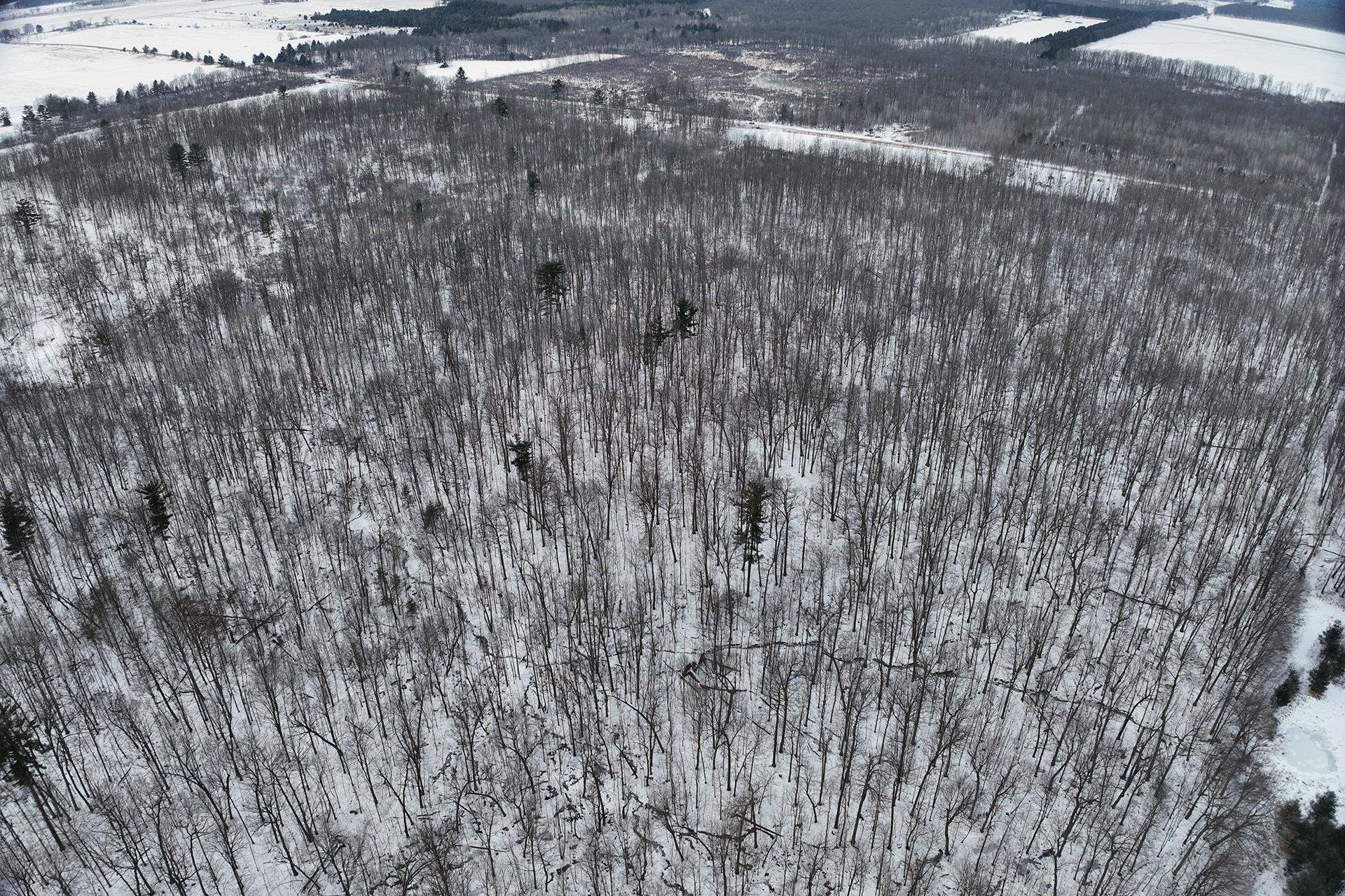 65.32-acres Bobwhite Road Neillsville, WI 54456 - Photo 8 of 26