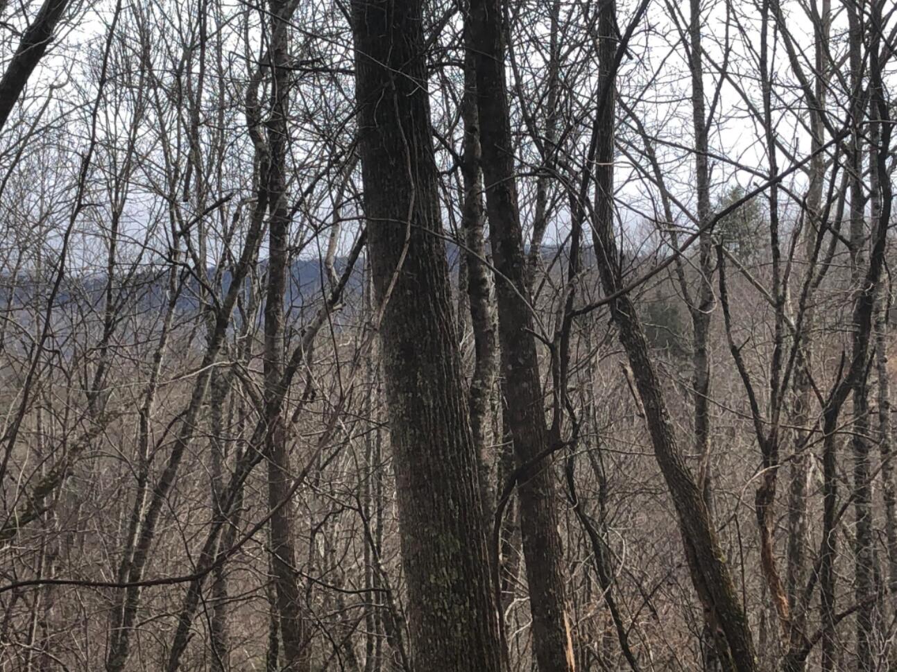 1 Heaton Branch Road Butler, TN 37640 - Photo 4 of 9 Screen Shot 2022-05-02 at 4.47.28 AM