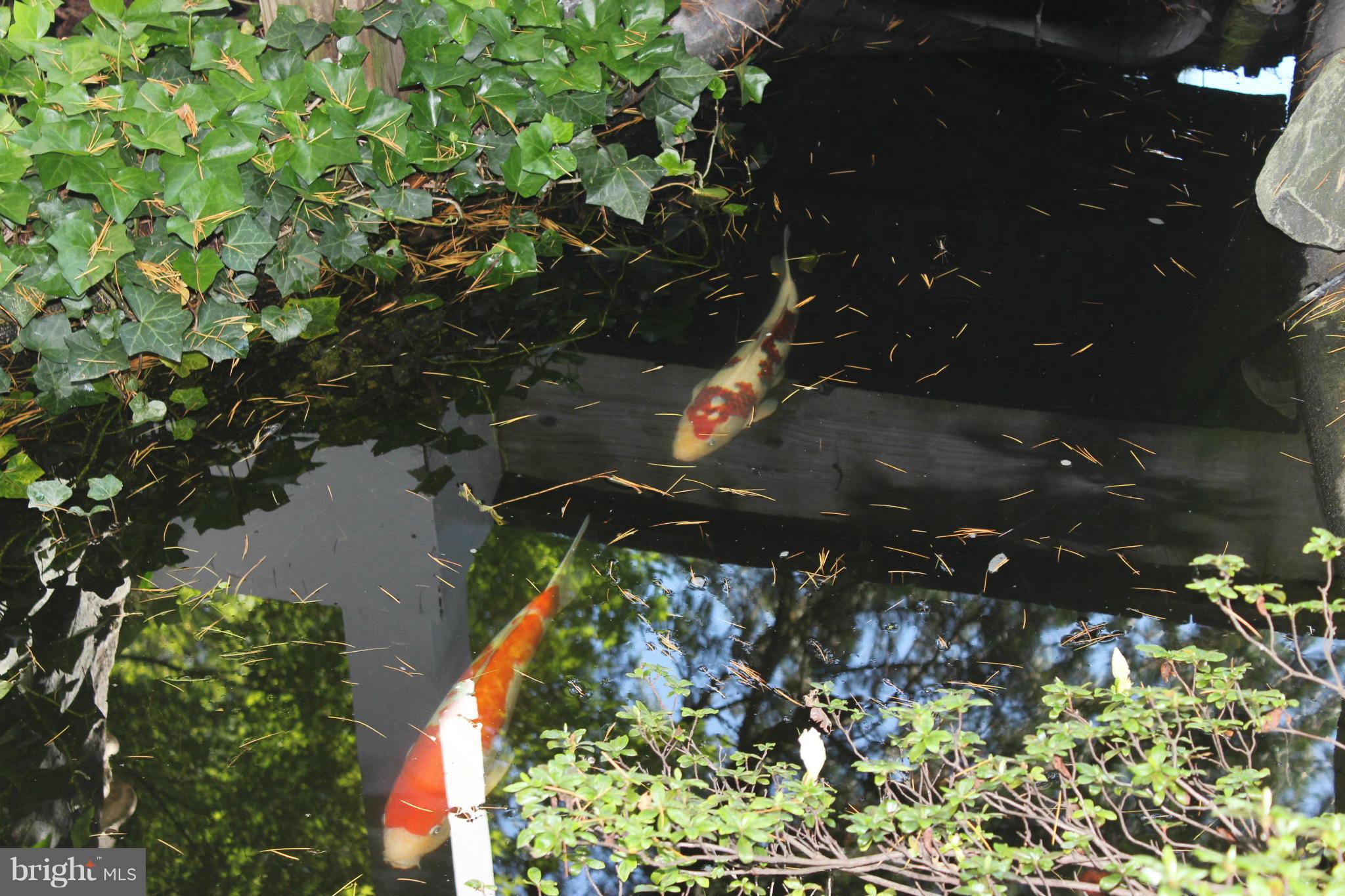 1001 Romancoke Road Stevensville, MD 21666 - Photo 8 of 30 Koi Pond w/Waterfall