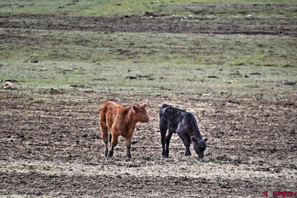 Lot 1 Last Stand Road Ridgway, CO 81432 - Photo 18 of 18