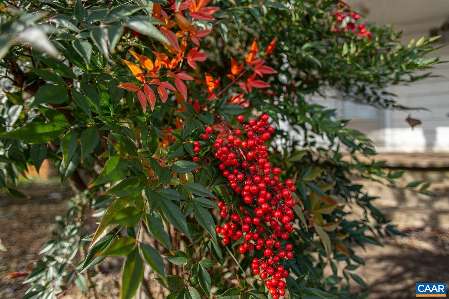 611 Rives Street Charlottesville, VA 22902 - Photo 4 of 18 a picture of flowers