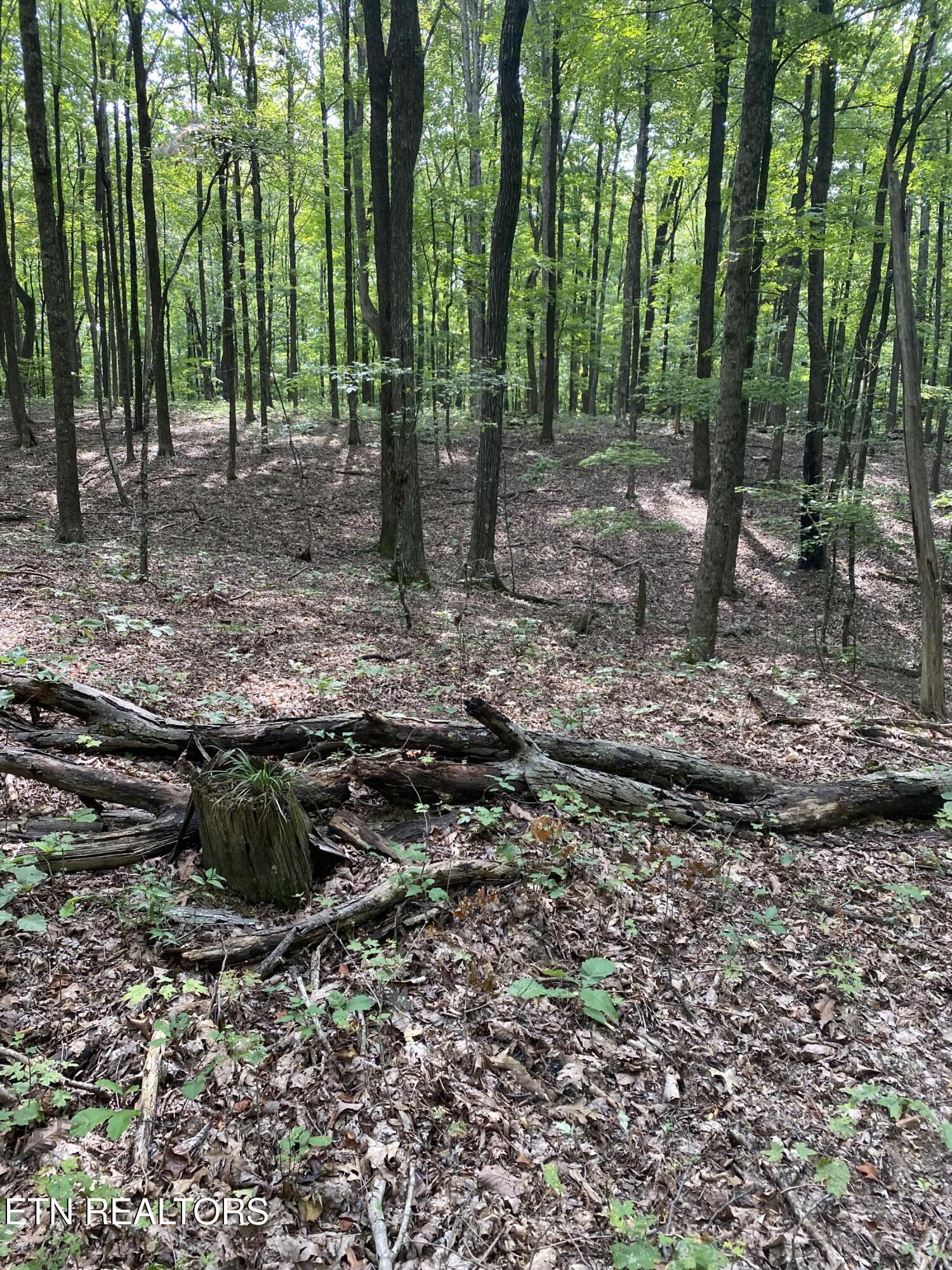 44-acres Sheep Bluff Road Cookeville, TN 38506 - Photo 11 of 23 IMG_2936