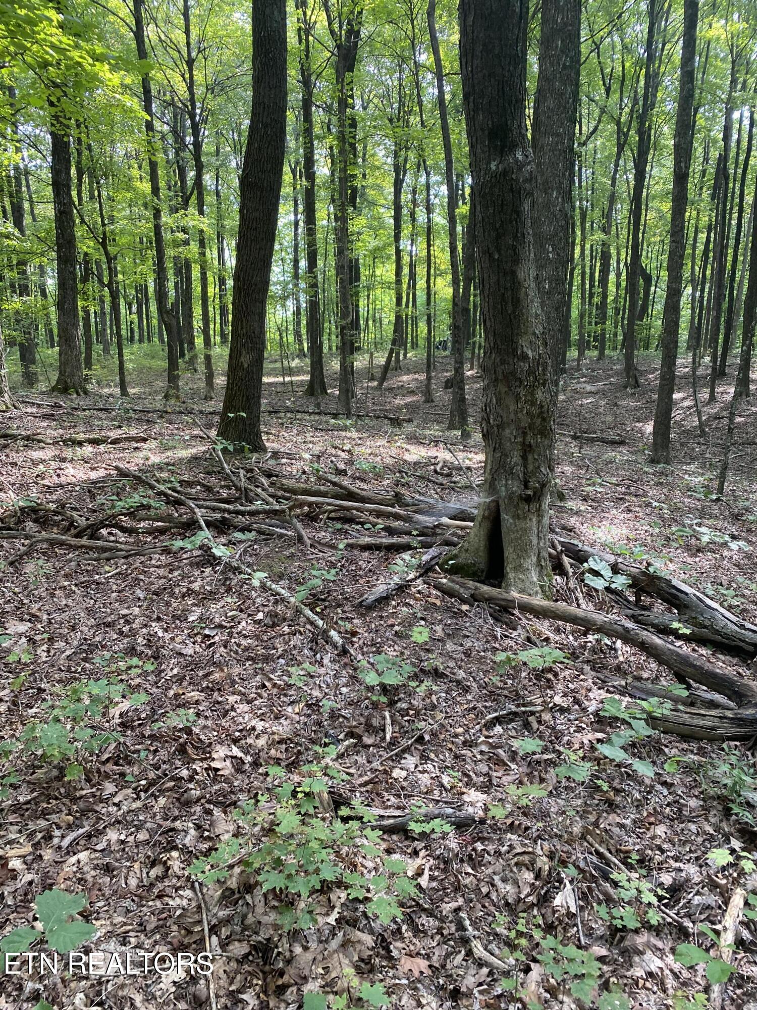 44-acres Sheep Bluff Road Cookeville, TN 38506 - Photo 12 of 23 IMG_2937