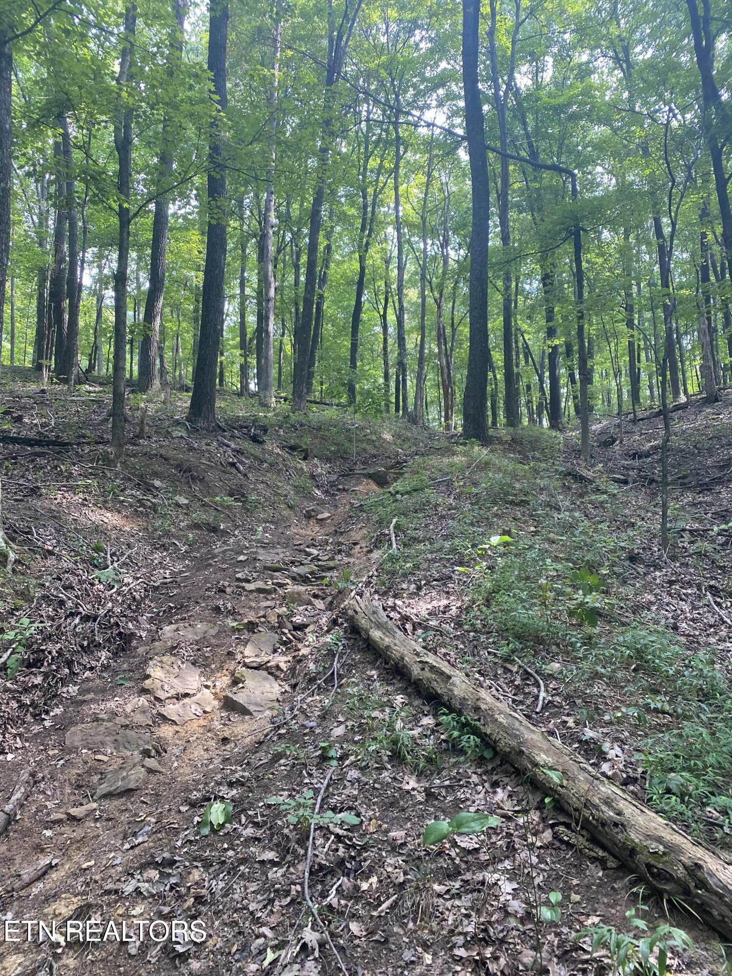 44-acres Sheep Bluff Road Cookeville, TN 38506 - Photo 13 of 23 IMG_2938