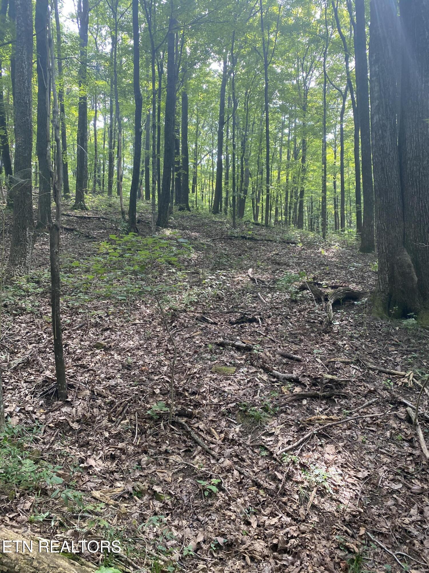 44-acres Sheep Bluff Road Cookeville, TN 38506 - Photo 14 of 23 IMG_2939