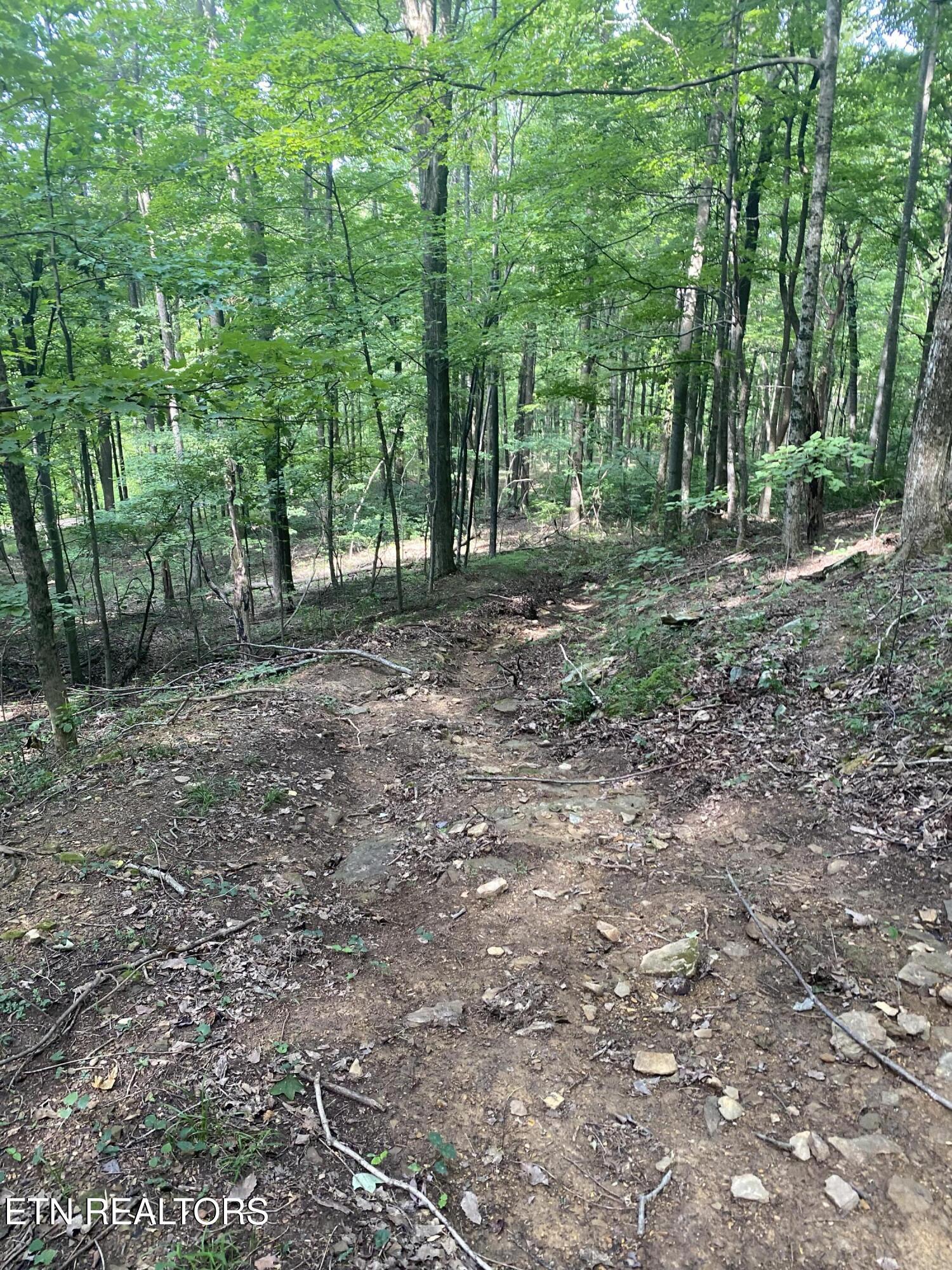 44-acres Sheep Bluff Road Cookeville, TN 38506 - Photo 15 of 23 IMG_2940