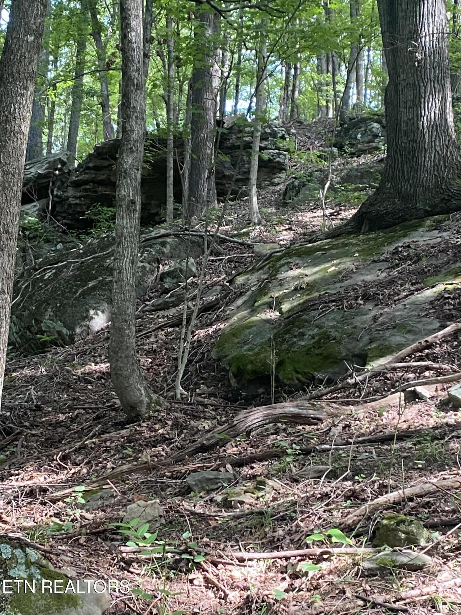 44-acres Sheep Bluff Road Cookeville, TN 38506 - Photo 16 of 23 IMG_2941