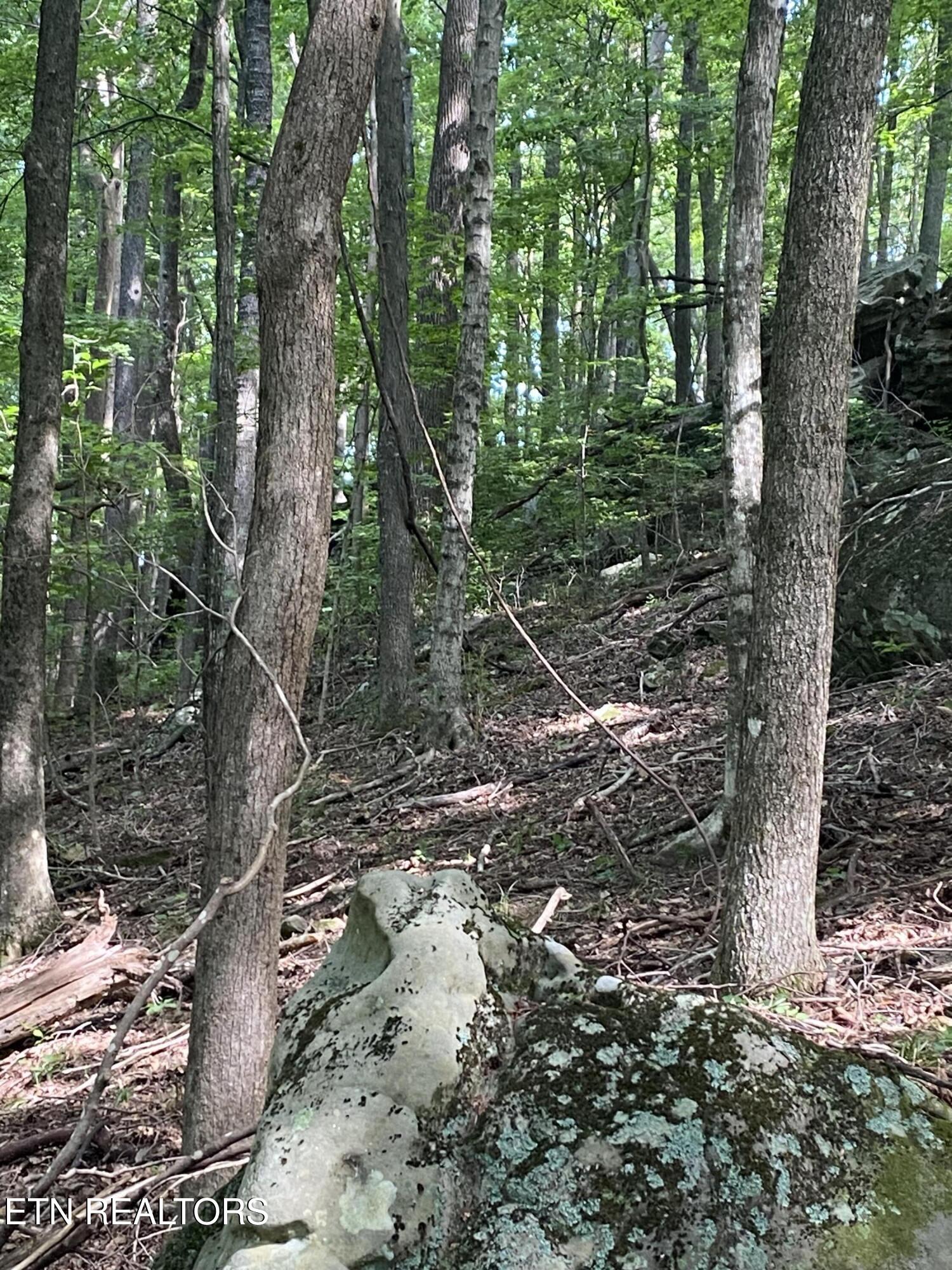 44-acres Sheep Bluff Road Cookeville, TN 38506 - Photo 17 of 23 IMG_2942