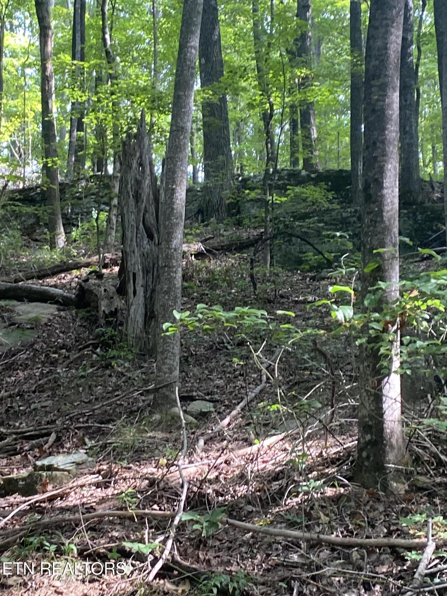 44-acres Sheep Bluff Road Cookeville, TN 38506 - Photo 18 of 23 IMG_2943