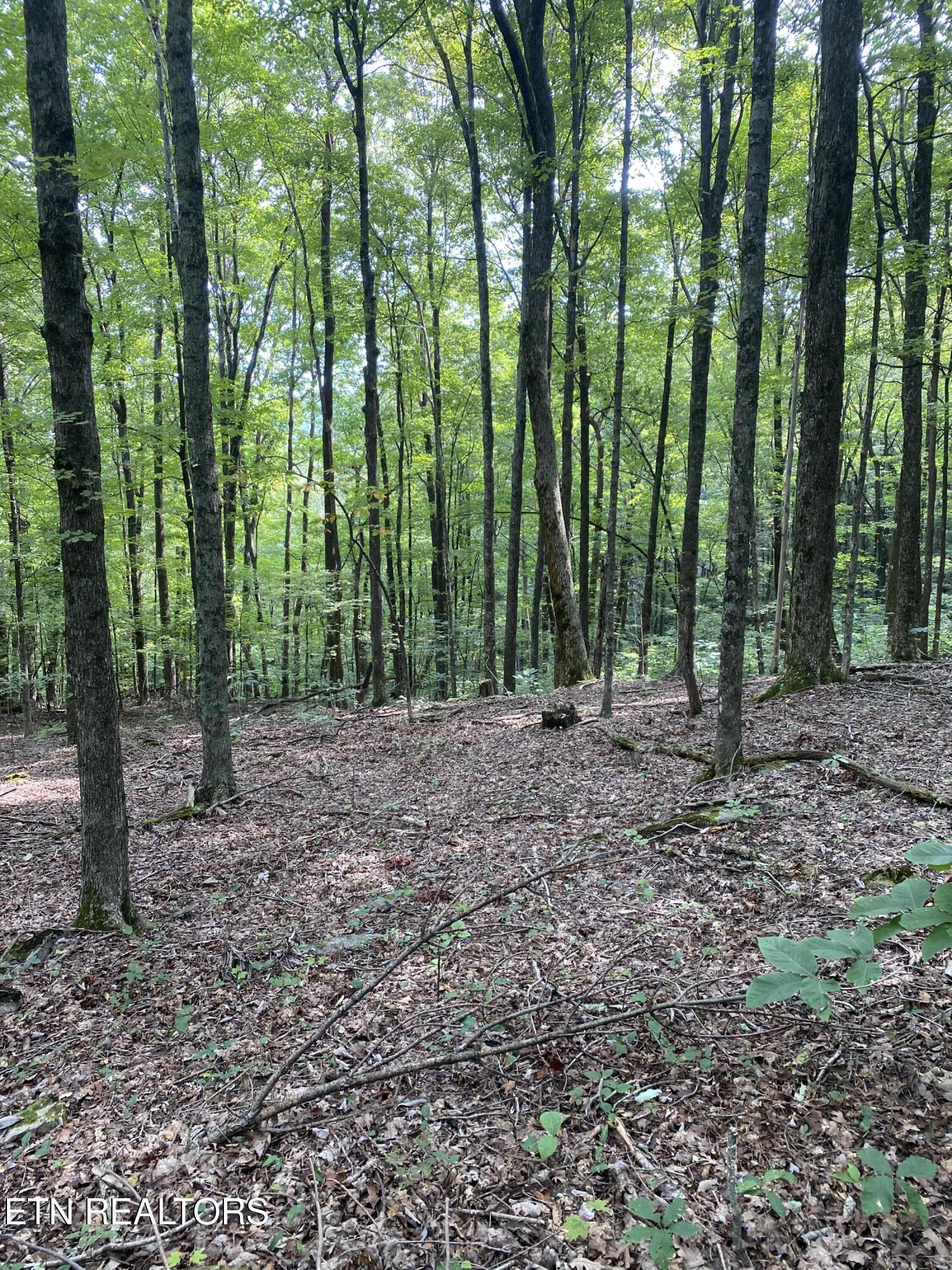 44-acres Sheep Bluff Road Cookeville, TN 38506 - Photo 3 of 23 IMG_2928