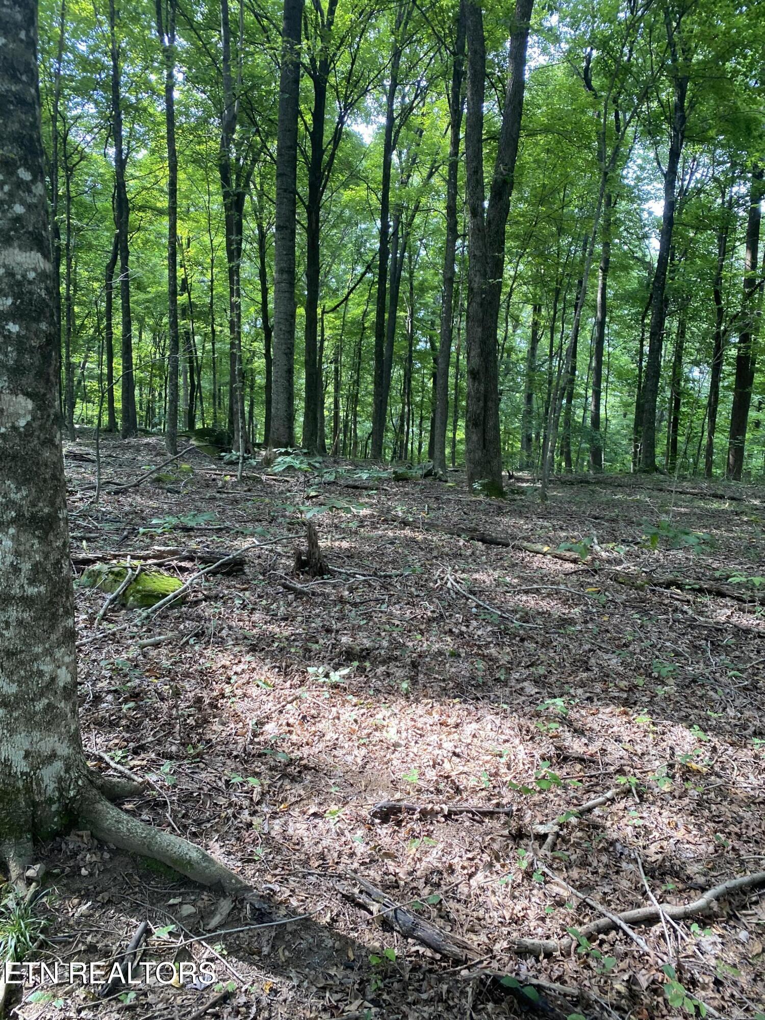 44-acres Sheep Bluff Road Cookeville, TN 38506 - Photo 4 of 23 IMG_2929