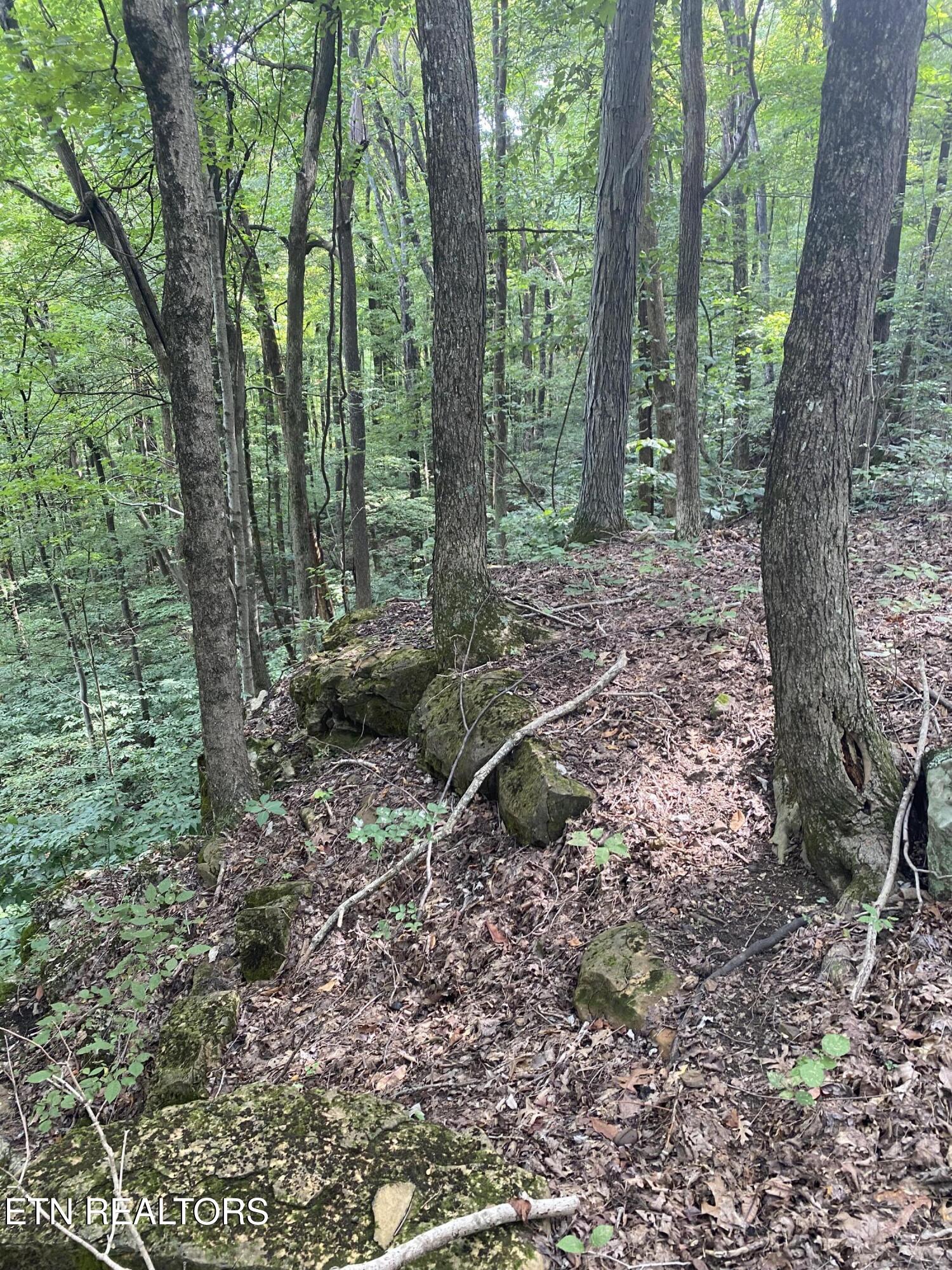 44-acres Sheep Bluff Road Cookeville, TN 38506 - Photo 7 of 23 IMG_2932