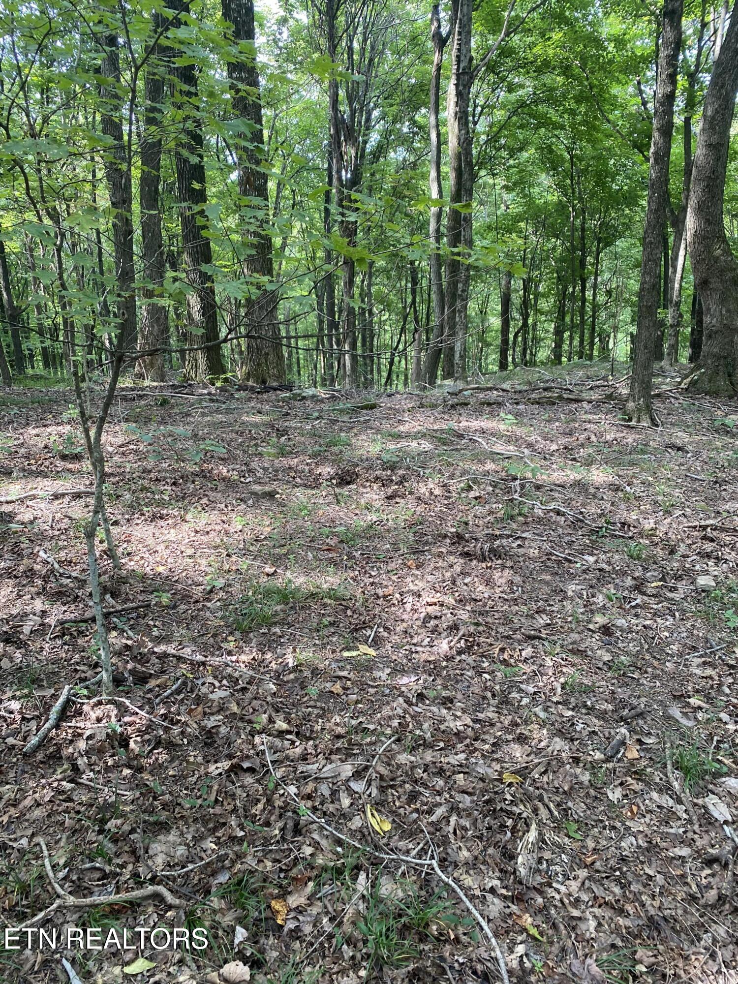 44-acres Sheep Bluff Road Cookeville, TN 38506 - Photo 9 of 23 IMG_2934