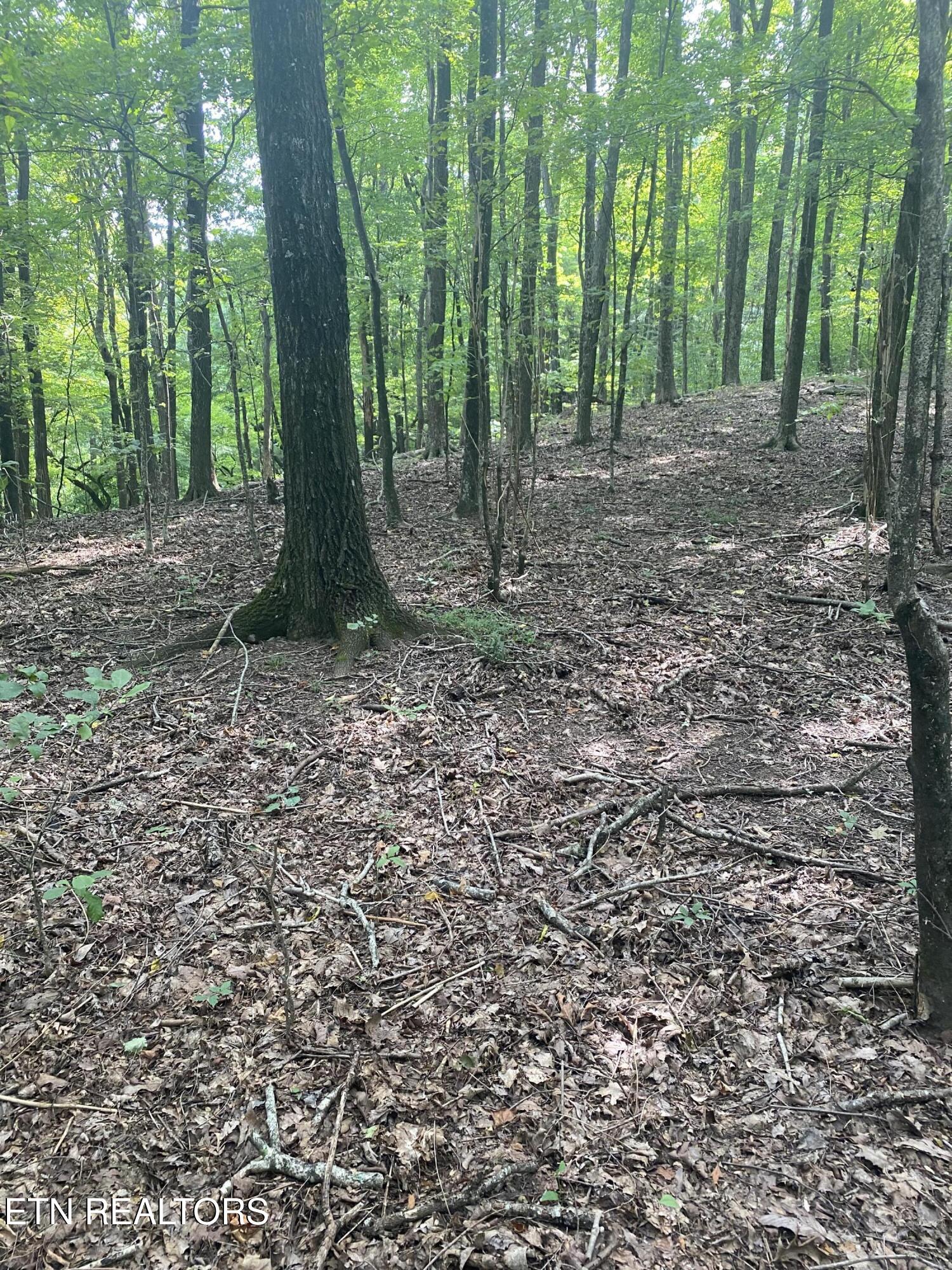 44-acres Sheep Bluff Road Cookeville, TN 38506 - Photo 10 of 23 IMG_2935