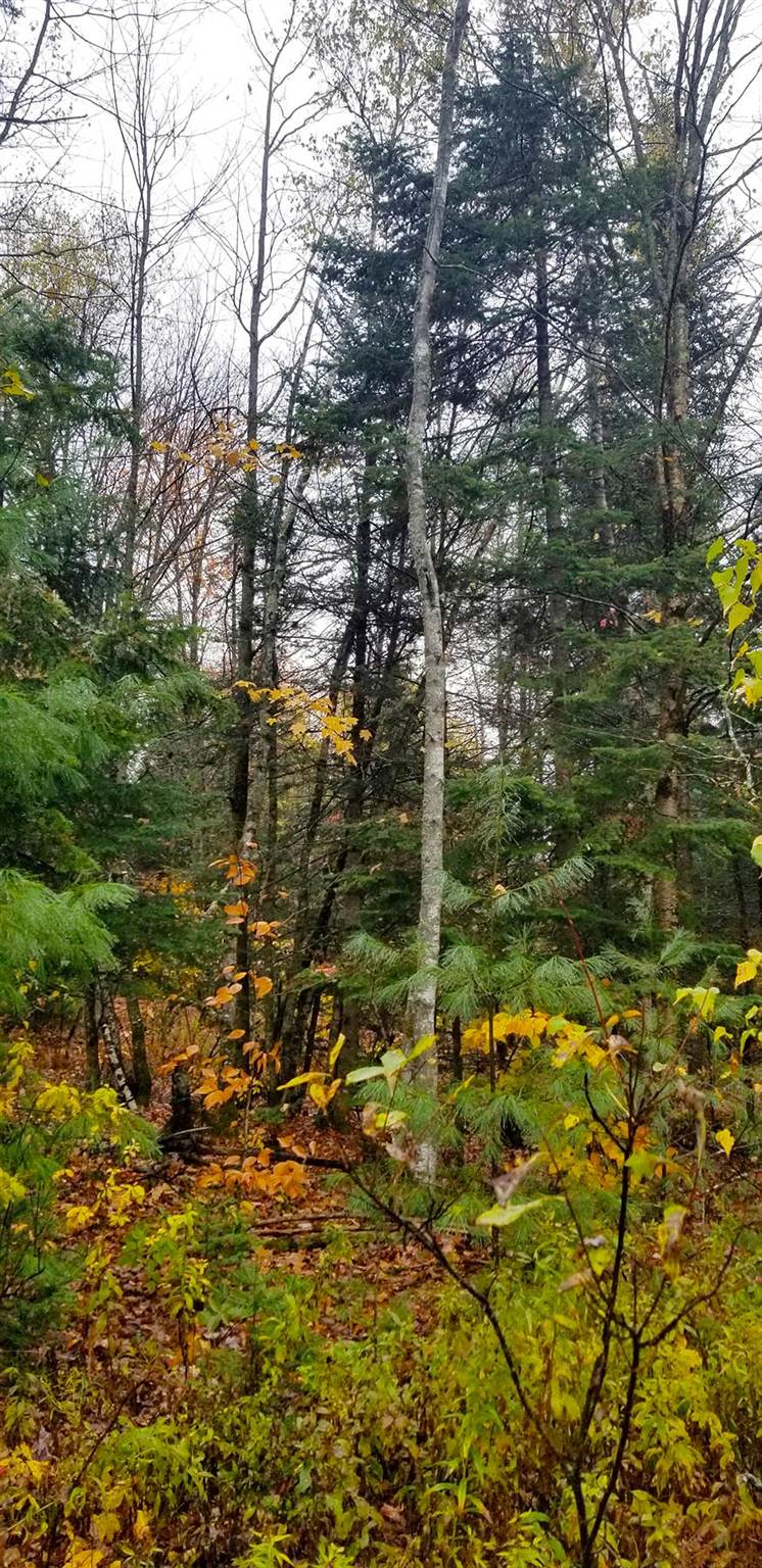 Lot 3 Town Hill Road Wolcott, VT 05680 - Photo 11 of 16