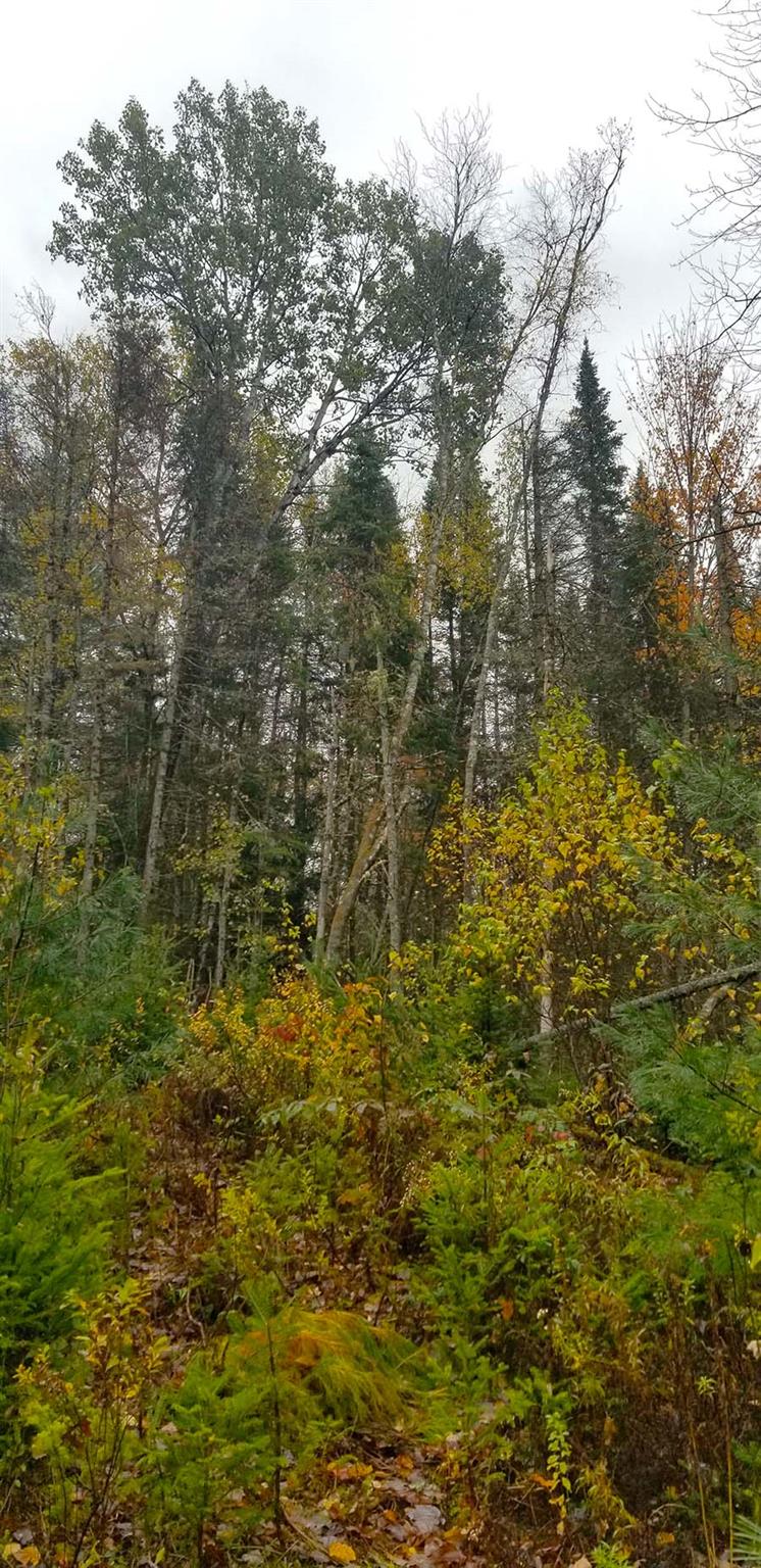 Lot 3 Town Hill Road Wolcott, VT 05680 - Photo 12 of 16