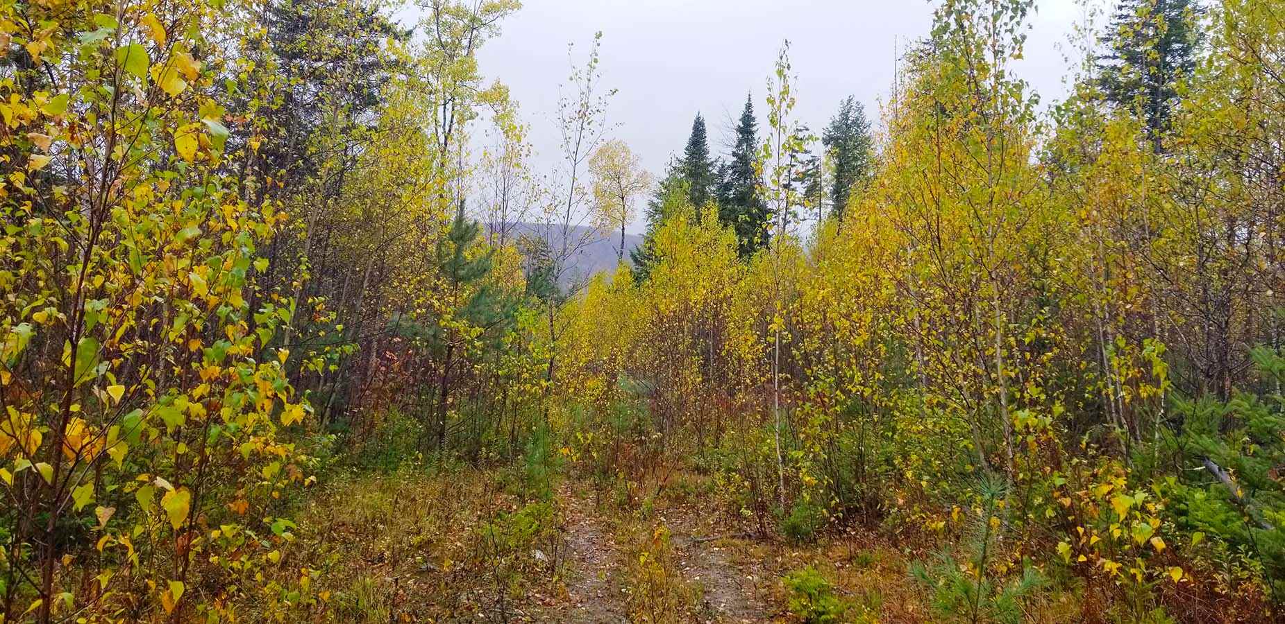 Lot 3 Town Hill Road Wolcott, VT 05680 - Photo 14 of 16