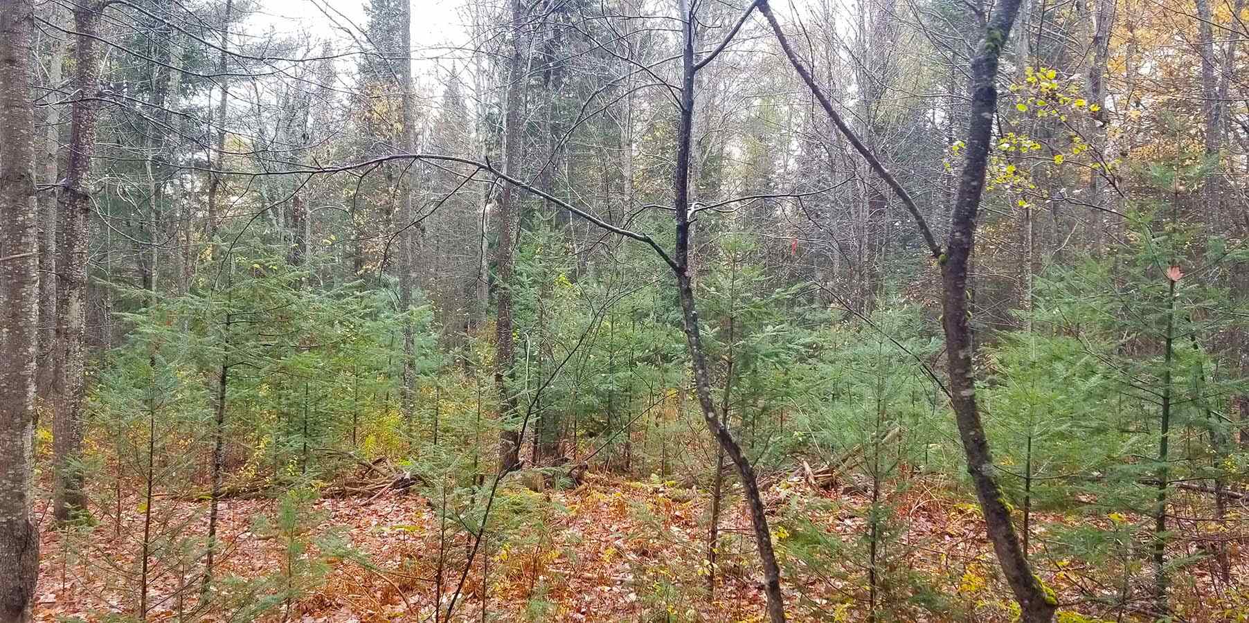 Lot 3 Town Hill Road Wolcott, VT 05680 - Photo 16 of 16