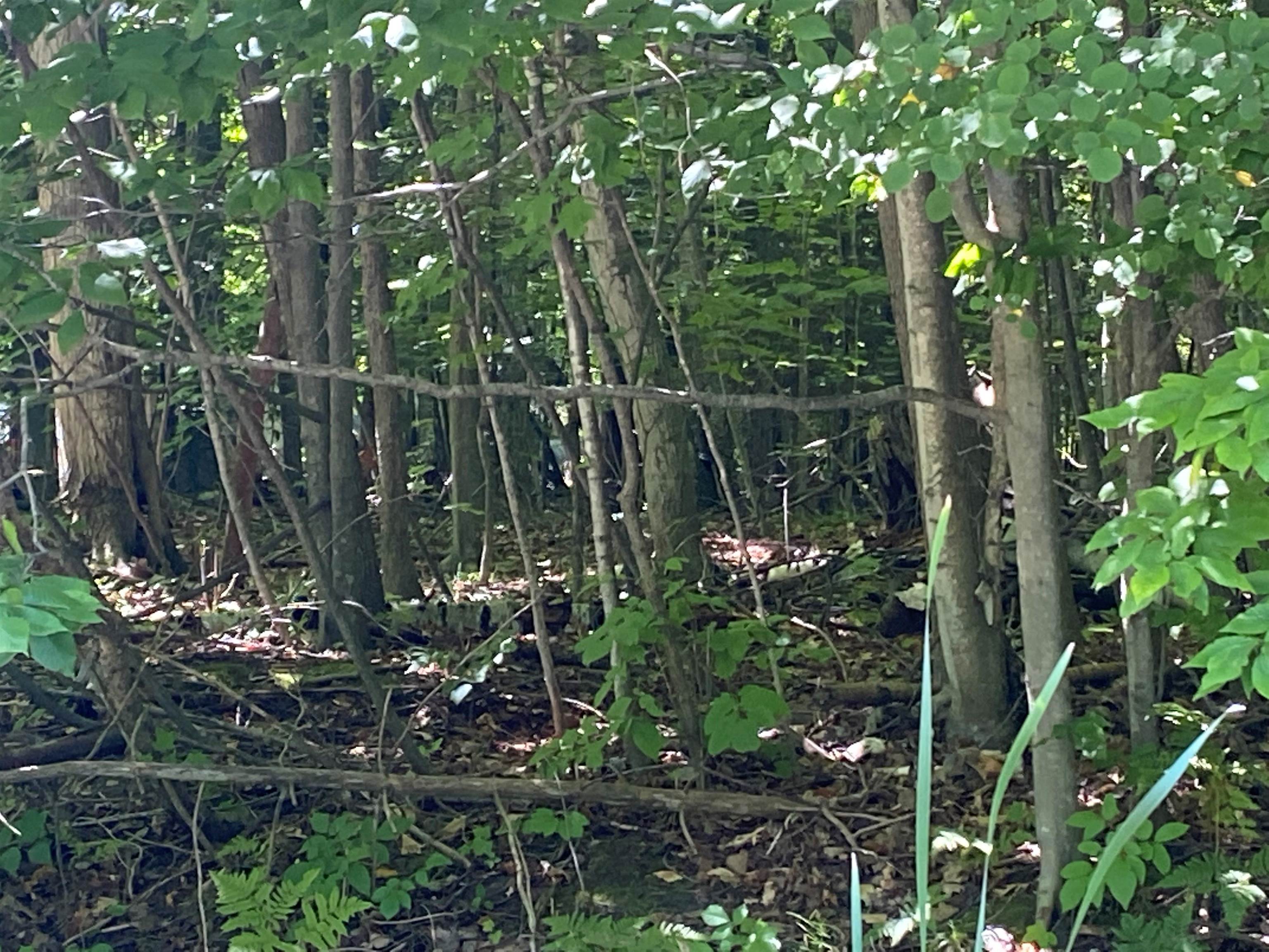 0 Hjelte Road Kewadin, MI 49648 - Photo 1 of 6