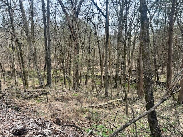 2809 Old Highway 58 Georgetown, TN 37336 - Photo 45 of 45 Wooded View from Back Yard