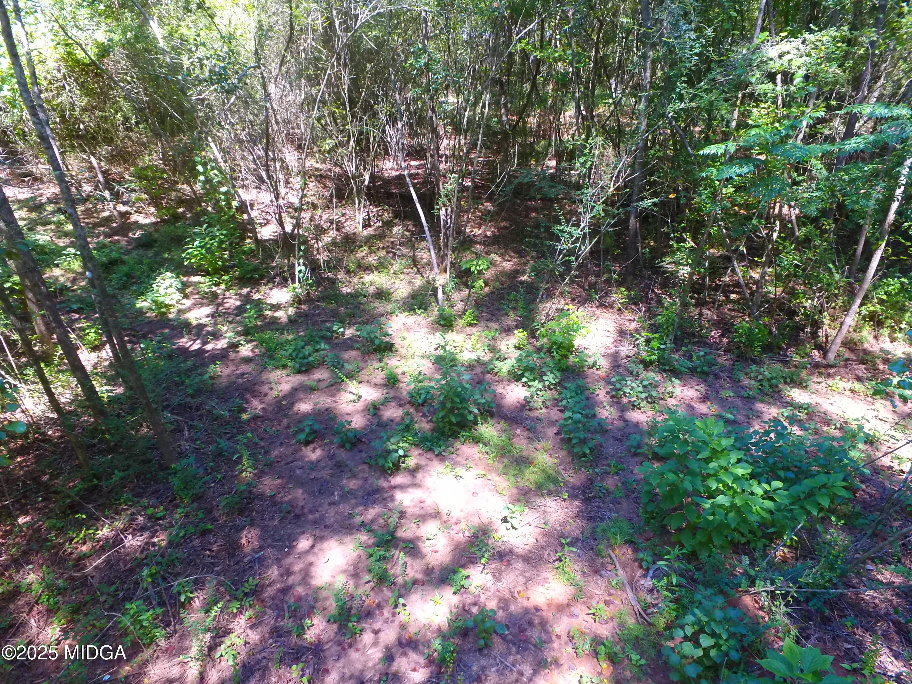 355 Dumas Road Forsyth, GA 31029 - Photo 44 of 53 a view of tree