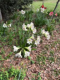 $299,000 | 18269 Leicher Lane, Covington, LA 70435