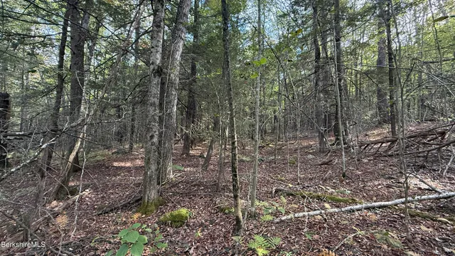 a view of a forest with trees