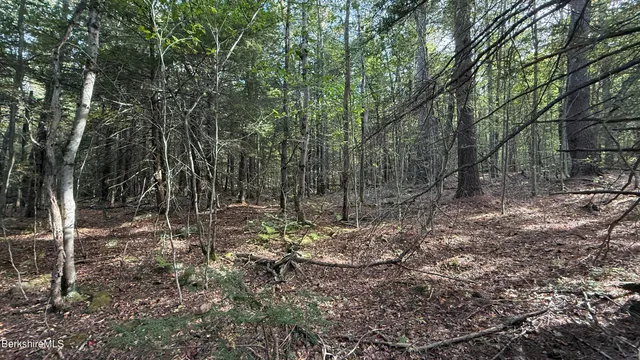 a view of a yard with plants and trees