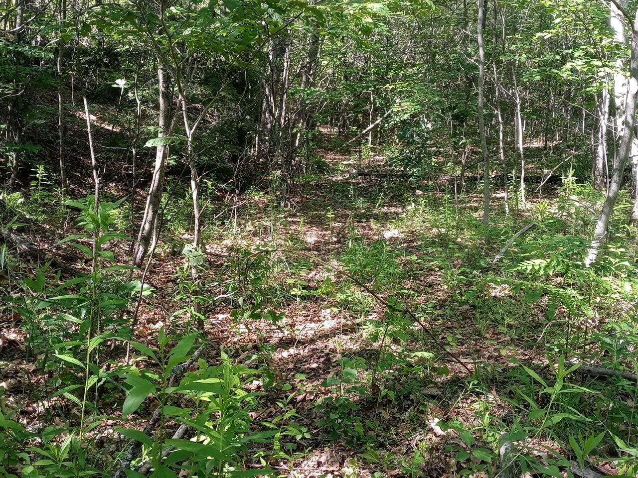 5 Map Road Jay, ME 04239 - Photo 5 of 23 0620221631_HDR