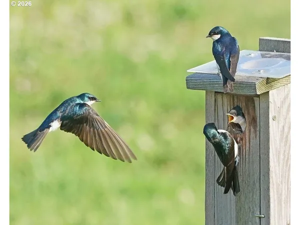 $2,399,995 | 90834 Coburghills Drive, Eugene, OR 97408